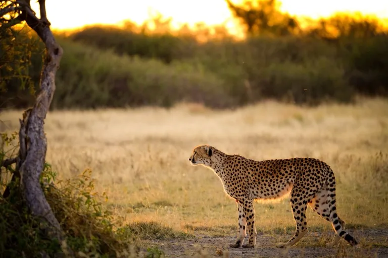 Central Kalahari Game Reserve 4