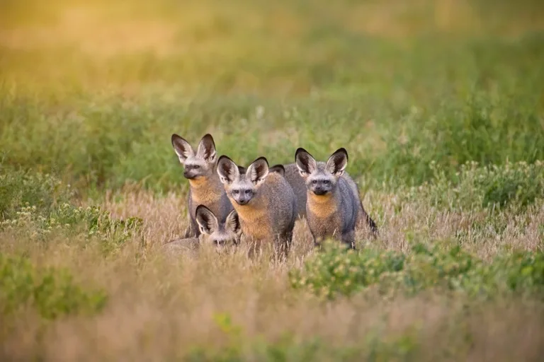Central Kalahari Game Reserve