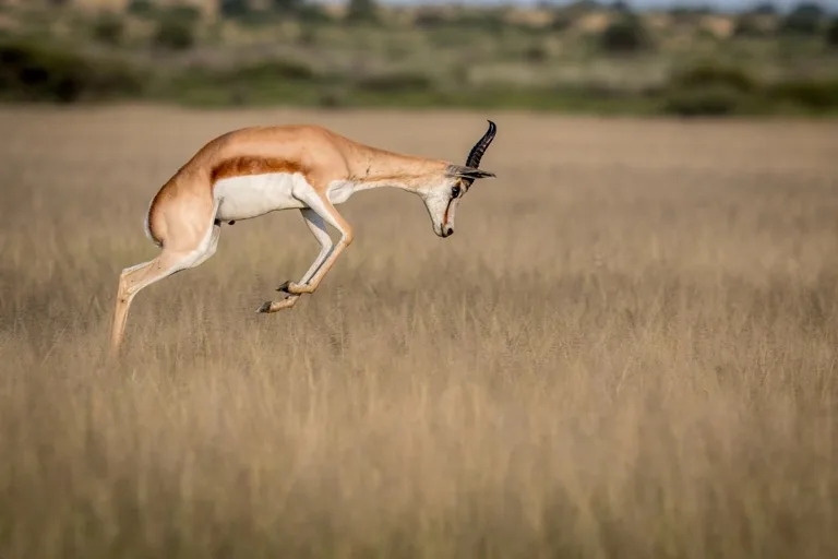 Central Kalahari Game Reserve 1