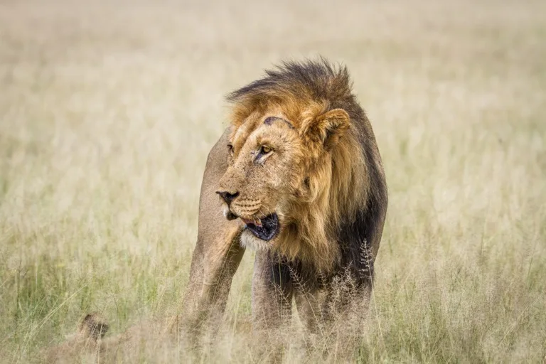Central Kalahari Game Reserve 2