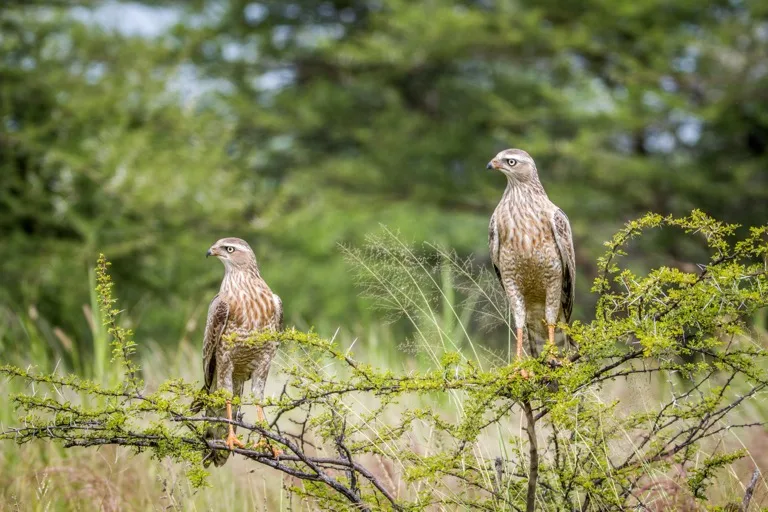 Central Kalahari Game Reserve 3