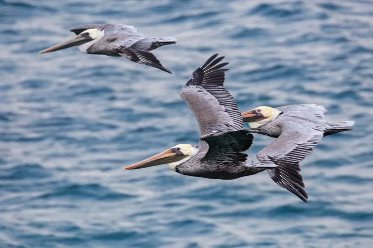 Channel Islands National Park