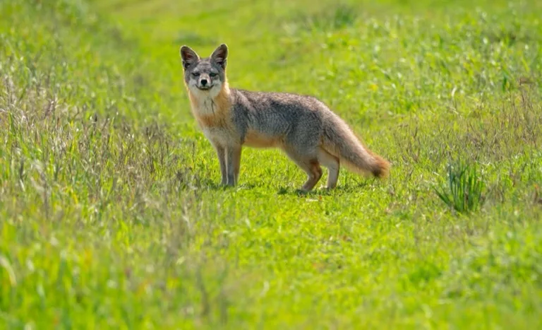 Channel Islands National Park 1