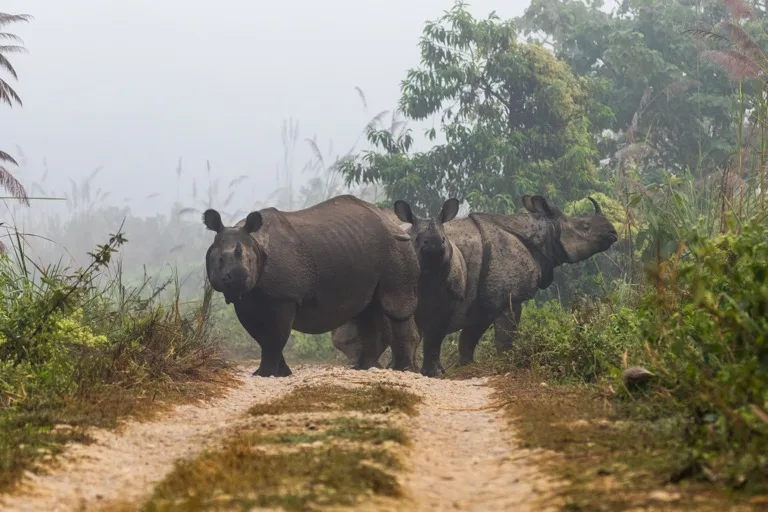 Chitwan National Park
