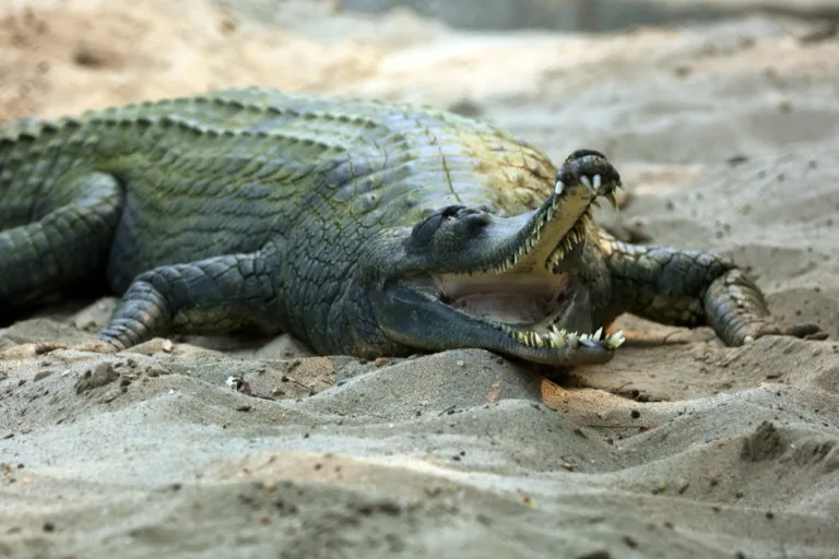 Chitwan National Park 3