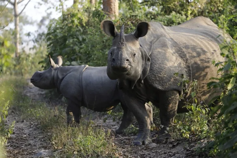 Chitwan National Park 2