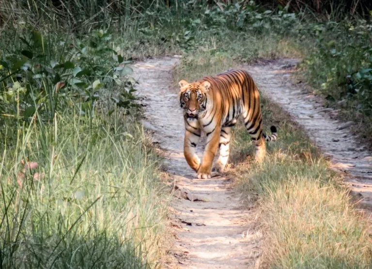Chitwan National Park 1