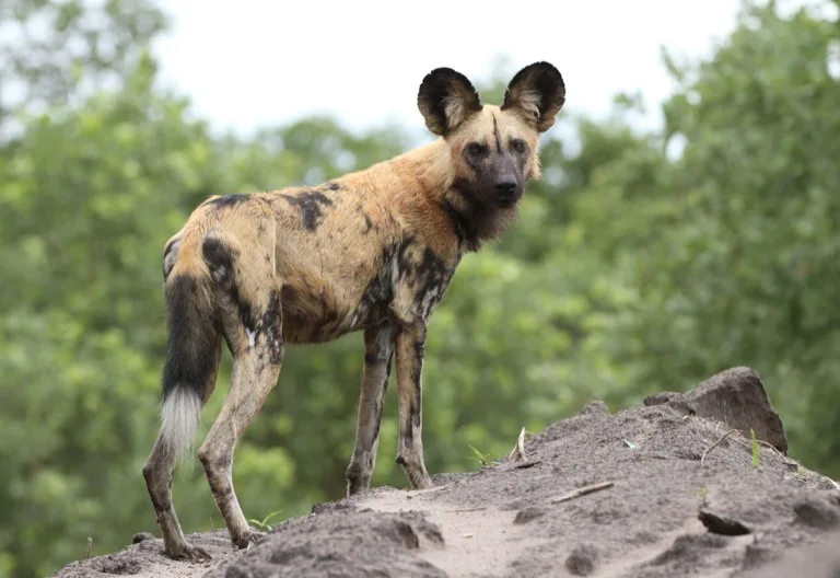 Chobe National Park
