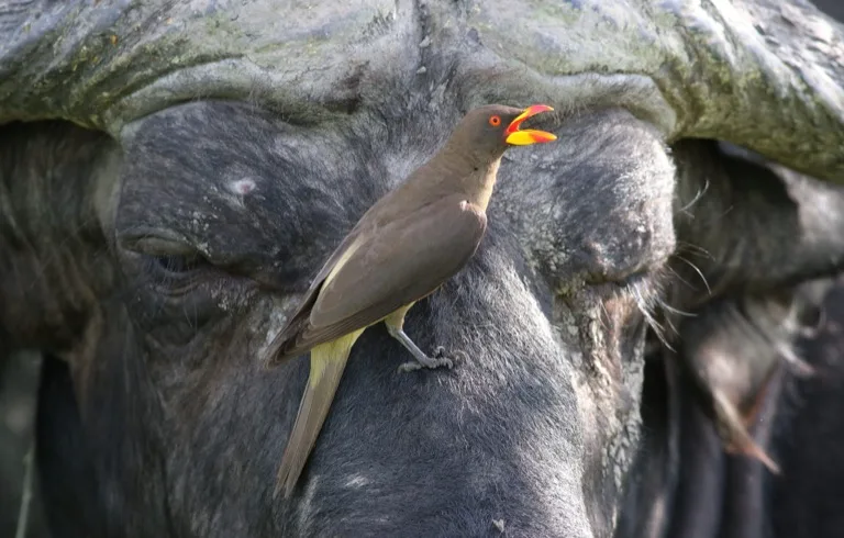 Chobe National Park 3