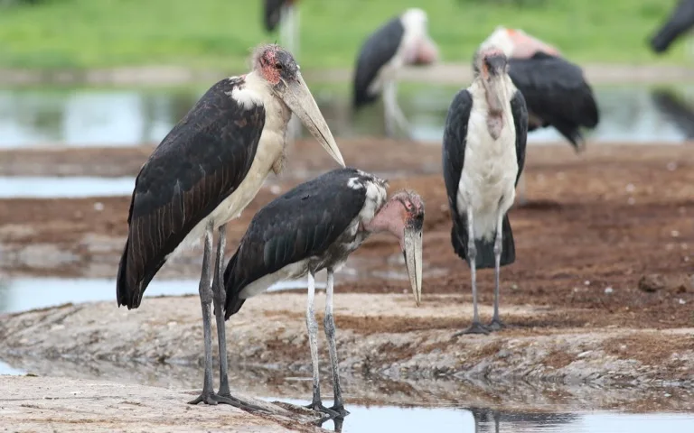 Chobe National Park 2