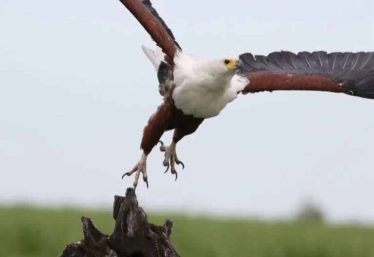 Chobe National Park 1