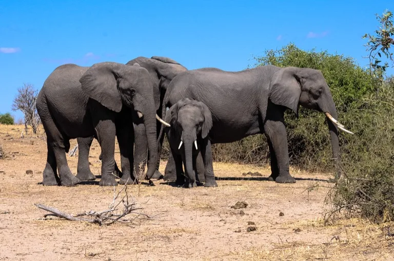 Chobe National Park 4