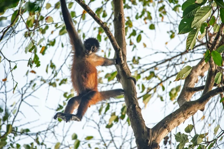 Corcovado National Park 4