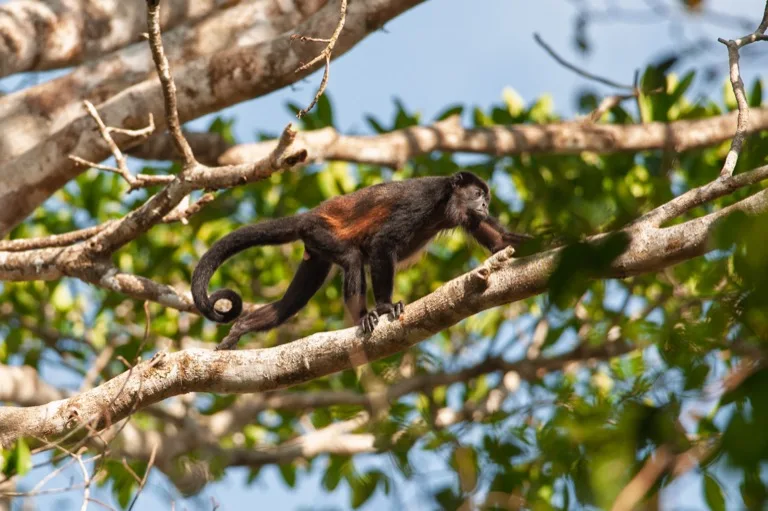 Corcovado National Park 1