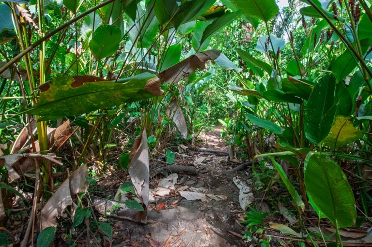 Corcovado National Park 8