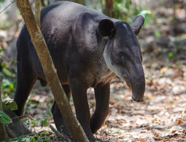 Corcovado National Park 2