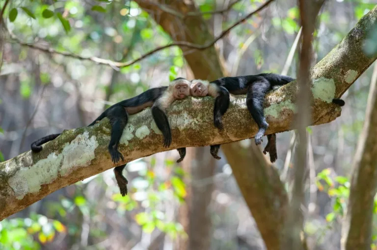 Corcovado National Park