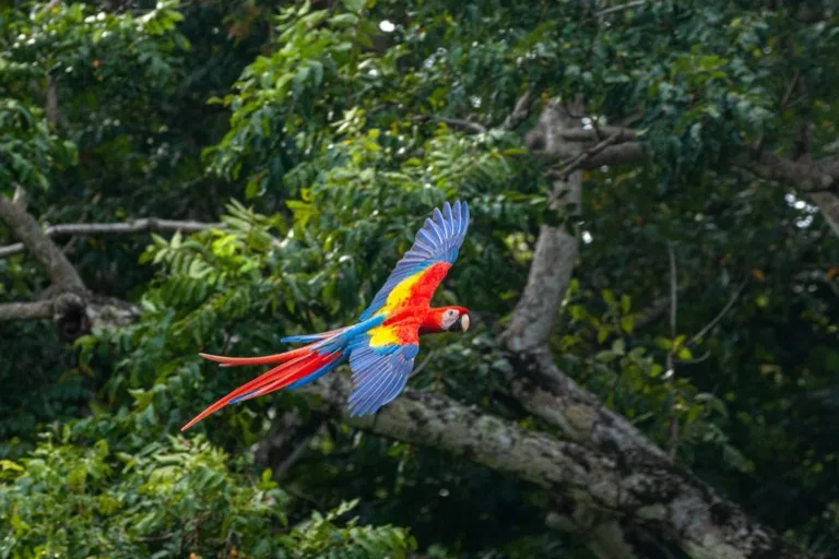 Corcovado National Park 3