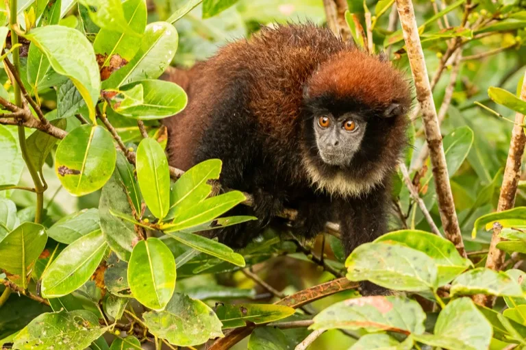 Cuyabeno Wildlife Reserve