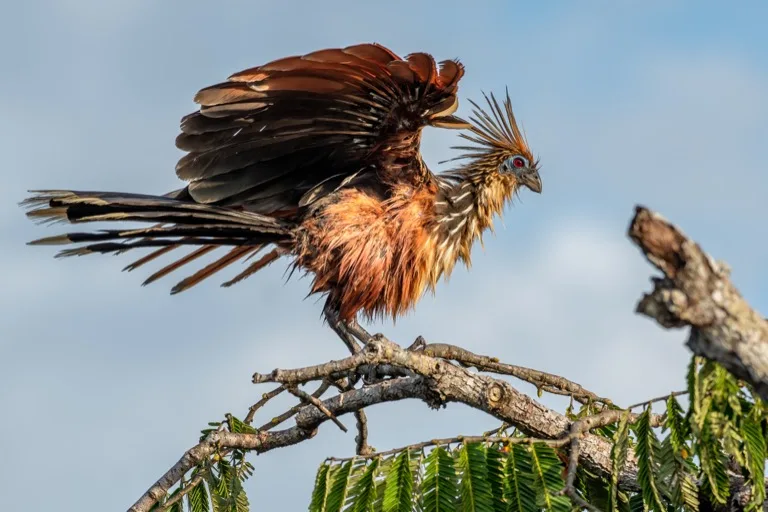 Cuyabeno Wildlife Reserve 1