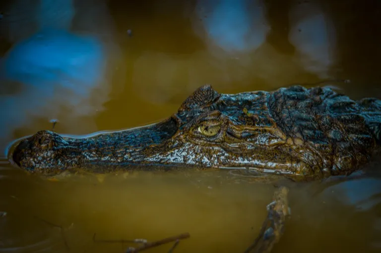 Cuyabeno Wildlife Reserve 2
