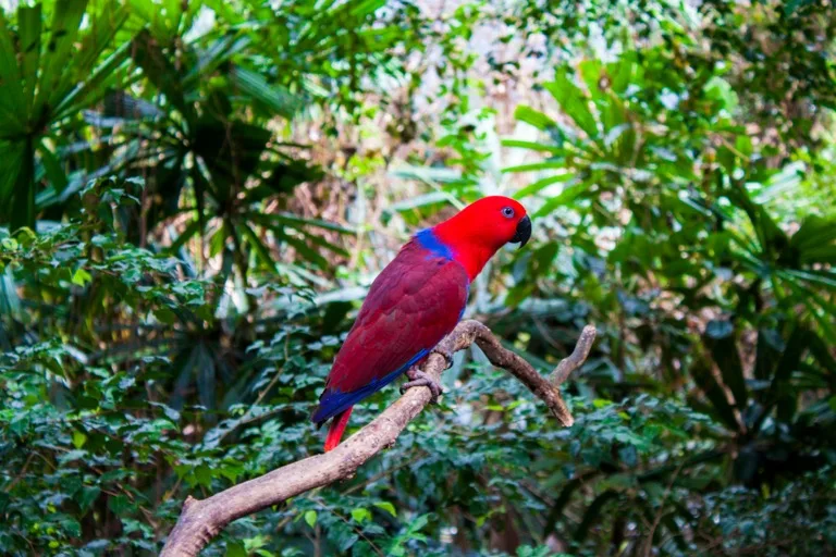 Daintree Rainforest 1