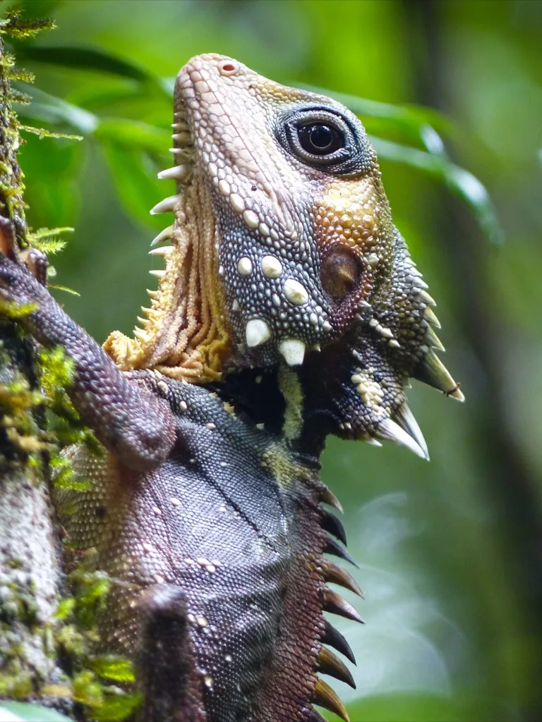 Daintree Rainforest 2