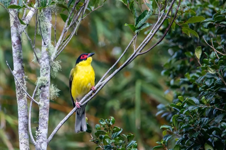 Daintree Rainforest 3