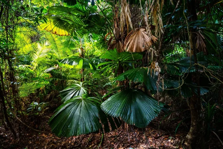 Daintree Rainforest 4