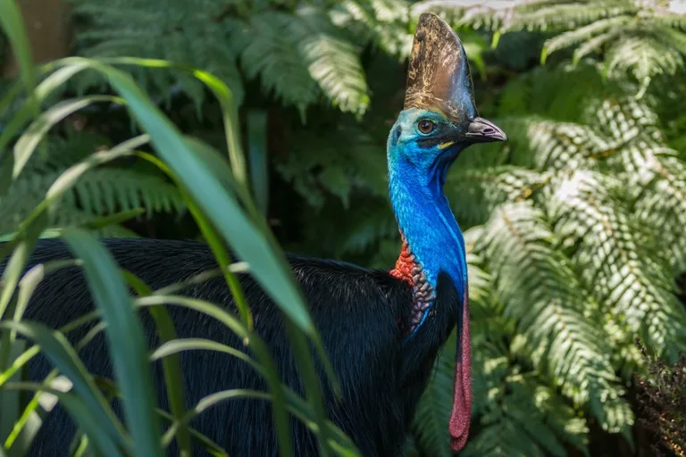 Daintree Rainforest