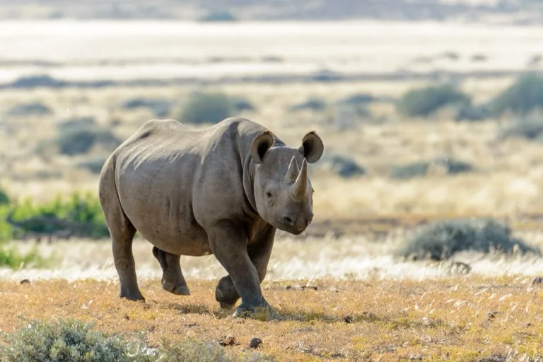 Damaraland