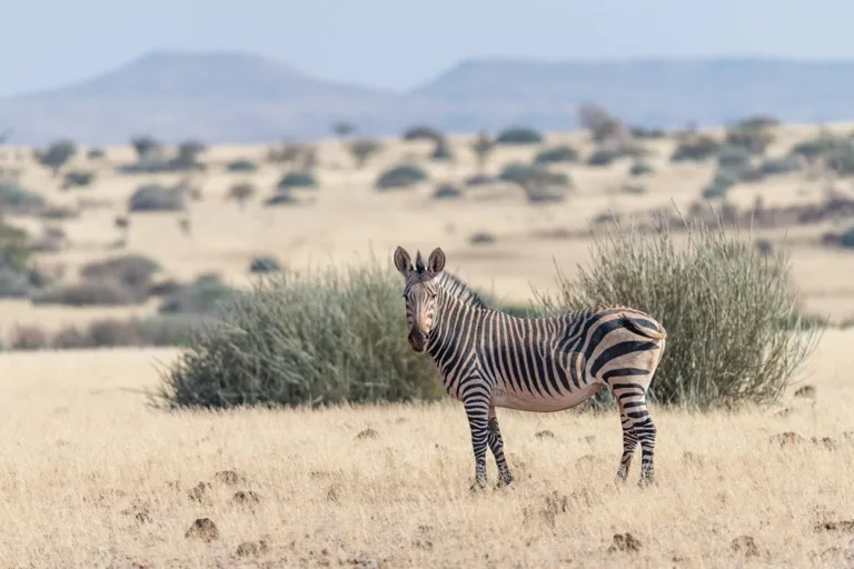 Damaraland 3