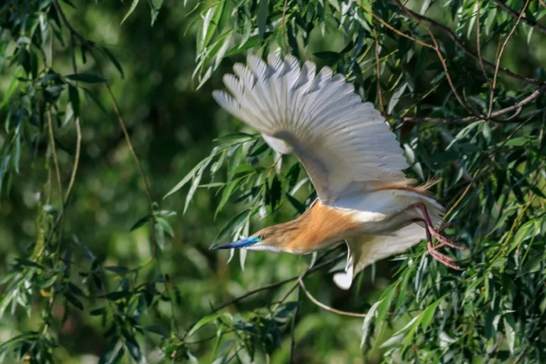 Danube Delta 1
