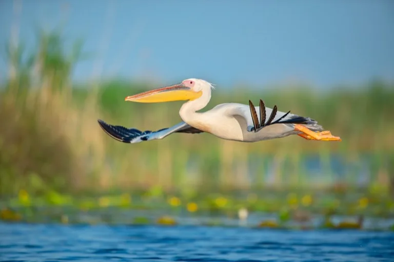 Danube Delta