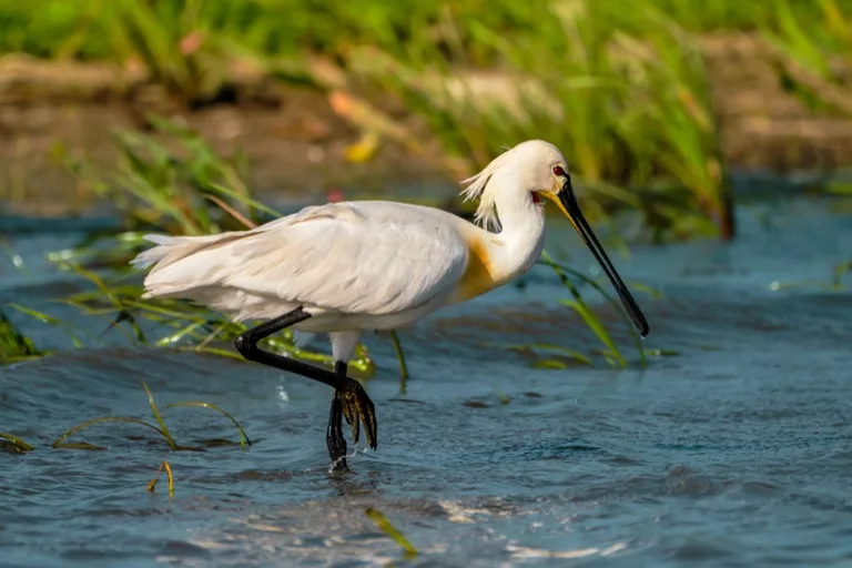Danube Delta 2