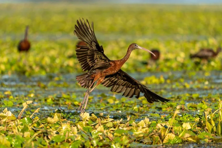 Danube Delta 3