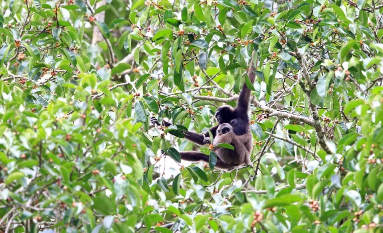 Danum Valley Conservation Area 2
