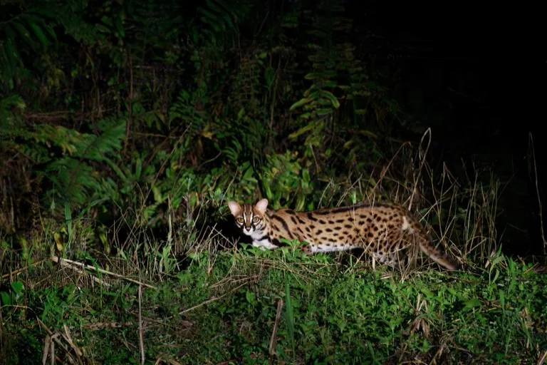 Danum Valley Conservation Area