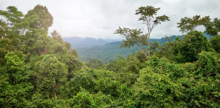 Danum Valley Conservation Area 4