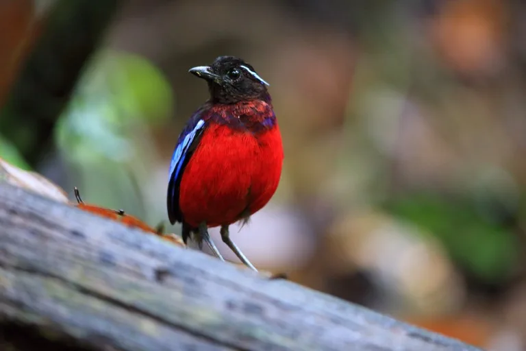 Danum Valley Conservation Area 1