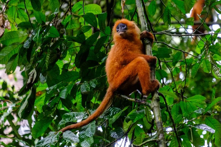Danum Valley Conservation Area 3