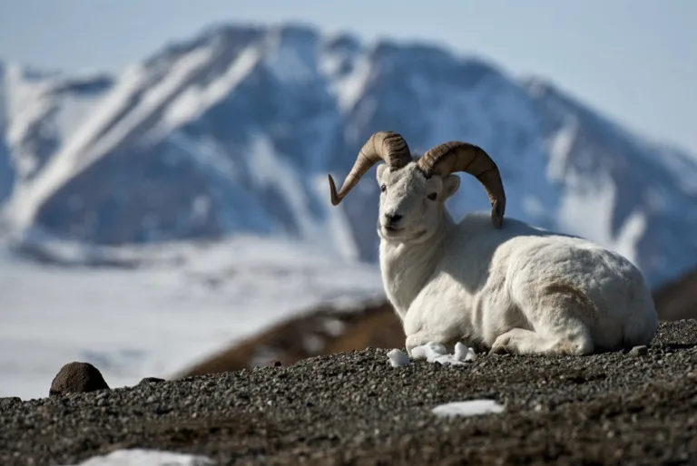 Denali National Park