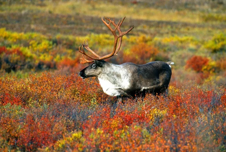 Denali National Park 2