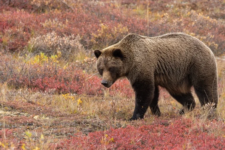 Denali National Park 3