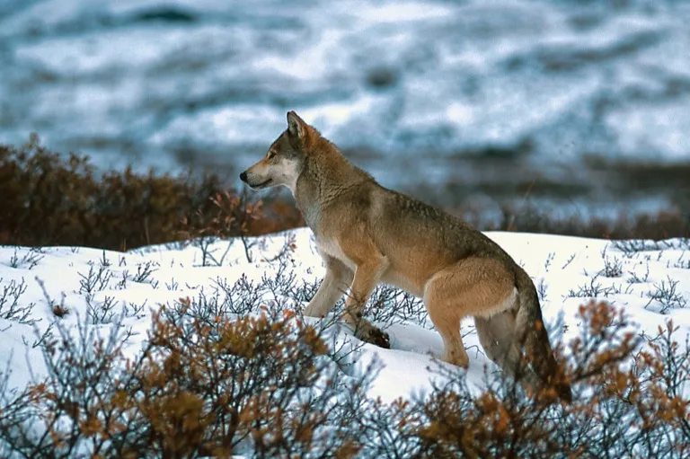 Denali National Park 1