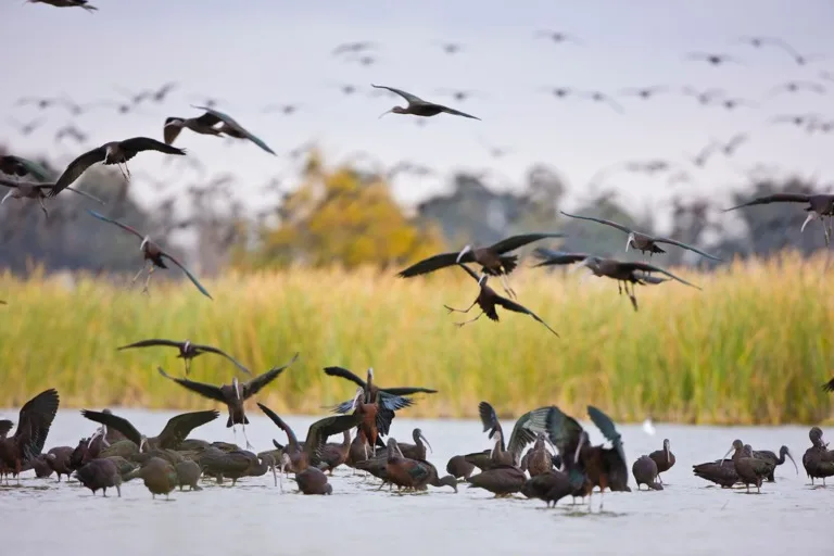 Doñana National Park 4
