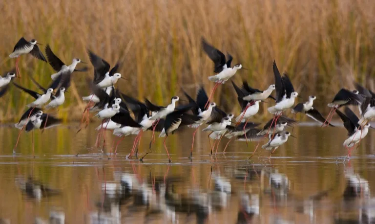 Doñana National Park 3