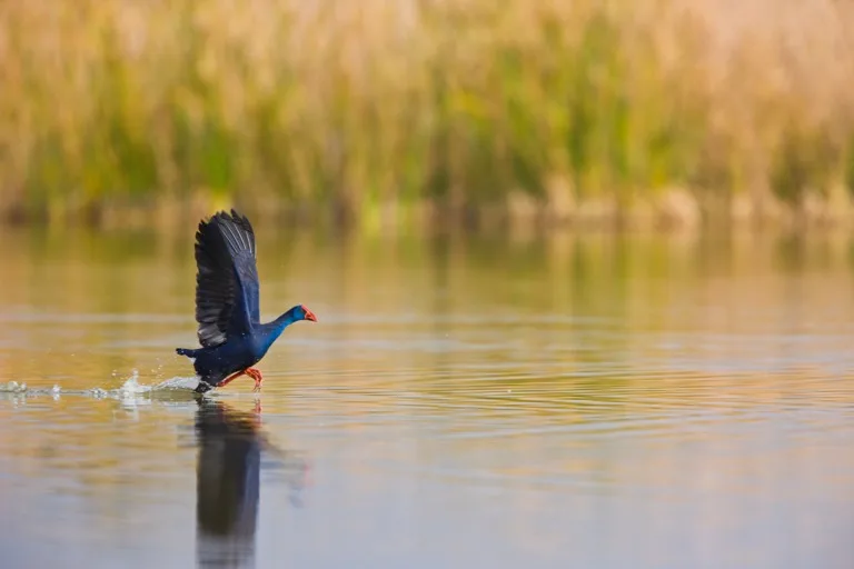 Doñana National Park 5