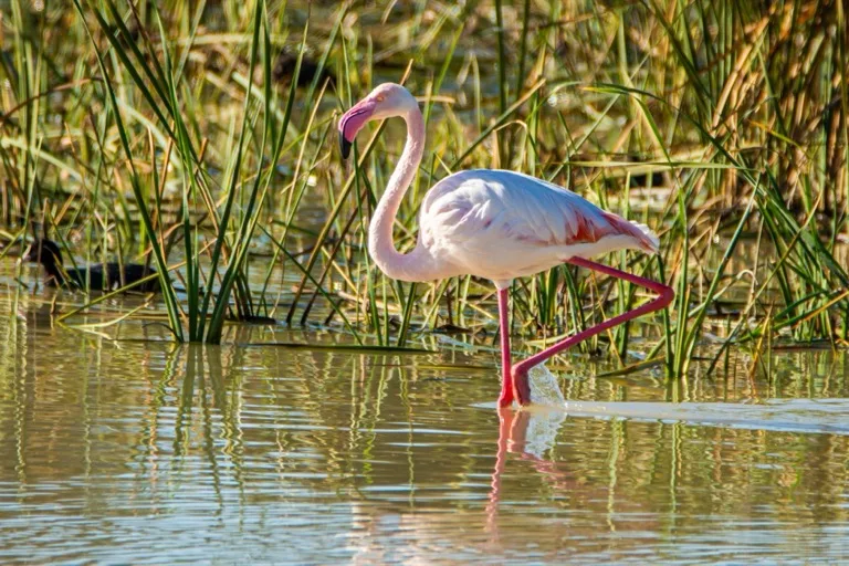 Doñana National Park 1