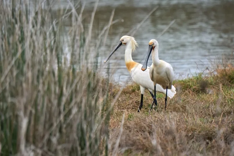 Doñana National Park 2